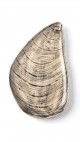 Previous