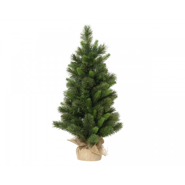 Edmonton spruce indoor